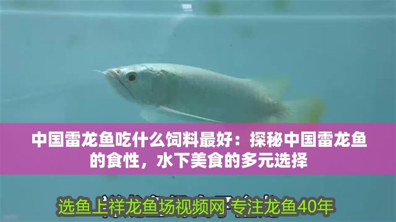 中國雷龍魚吃什么飼料最好：探秘中國雷龍魚的食性，水下美食的多元選擇