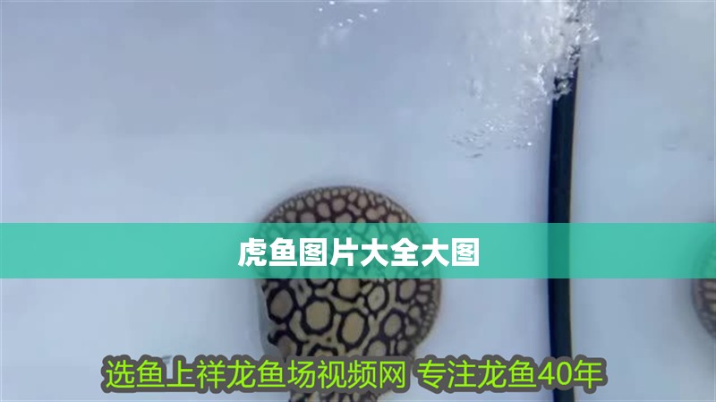 虎魚圖片大全大圖