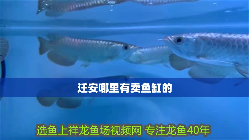 遷安哪里有賣魚缸的