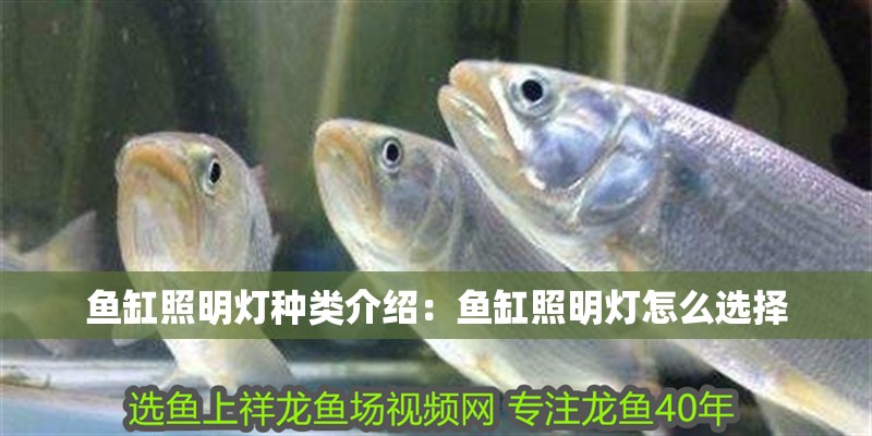 魚缸照明燈種類介紹：魚缸照明燈怎么選擇