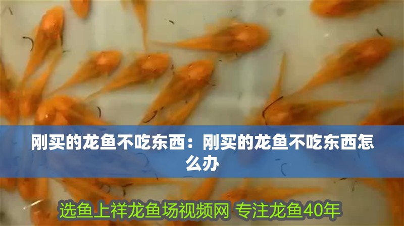 剛買的龍魚不吃東西：剛買的龍魚不吃東西怎么辦