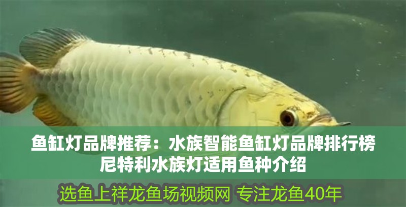 魚缸燈品牌推薦：水族智能魚缸燈品牌排行榜尼特利水族燈適用魚種介紹