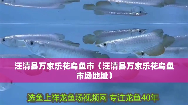 汪清縣萬家樂花鳥魚市（汪清縣萬家樂花鳥魚市場地址）