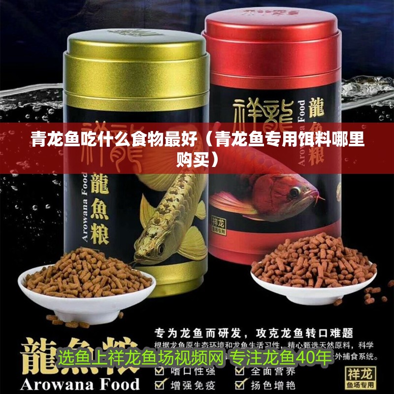 青龍魚吃什么食物最好（青龍魚專用餌料哪里購買）