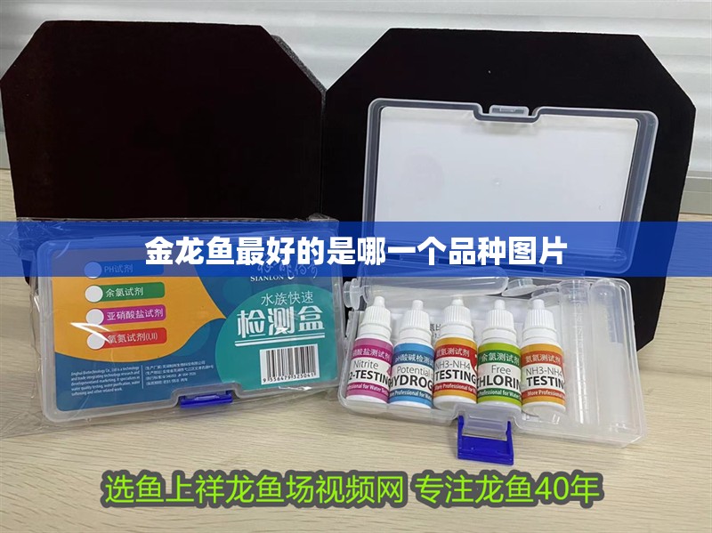 魚缸用增氧泵價格是多少:魚缸增氧機-xtrac增氧機-xtrac增氧機 金龍魚最好的是哪一個品種圖片 龍魚百科 金龍魚最好的是哪一個品種圖片 金龍魚最好的是哪一個品種圖片 龍魚百科