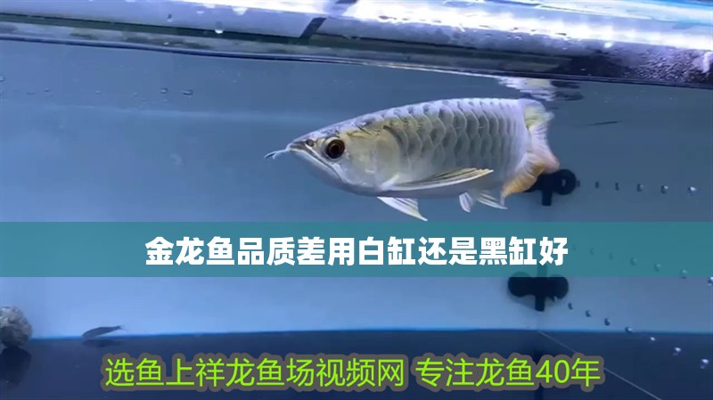 金龍魚品質差用白缸還是黑缸好