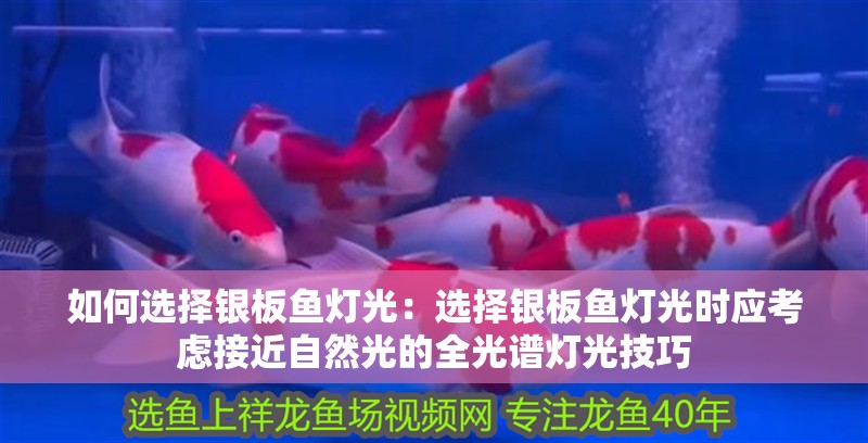 如何選擇銀板魚燈光：選擇銀板魚燈光時(shí)應(yīng)考慮接近自然光的全光譜燈光技巧