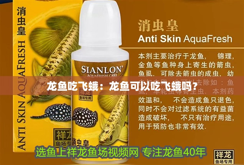 龍魚吃飛蛾：龍魚可以吃飛蛾嗎？