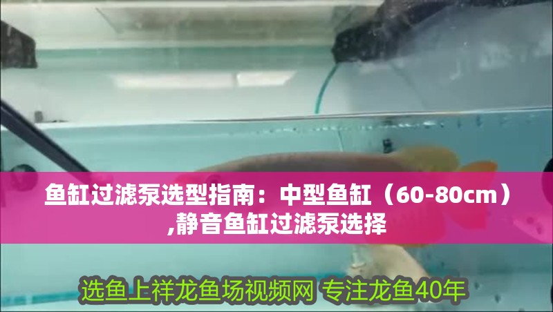 魚缸過濾泵選型指南：中型魚缸（60-80cm）,靜音魚缸過濾泵選擇
