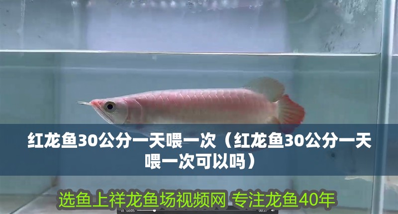紅龍魚30公分一天喂一次（紅龍魚30公分一天喂一次可以嗎）
