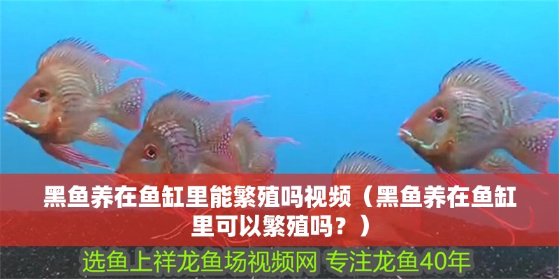 黑魚養在魚缸里能繁殖嗎視頻（黑魚養在魚缸里可以繁殖嗎？）