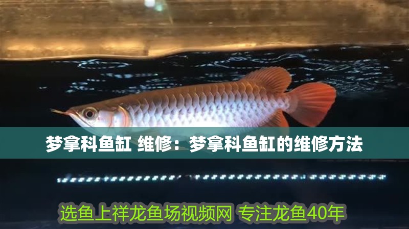 夢拿科魚缸 維修：夢拿科魚缸的維修方法