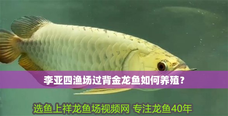 李亞四漁場過背金龍魚如何養殖？