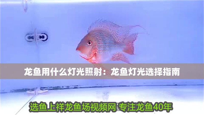 龍魚用什么燈光照射：龍魚燈光選擇指南