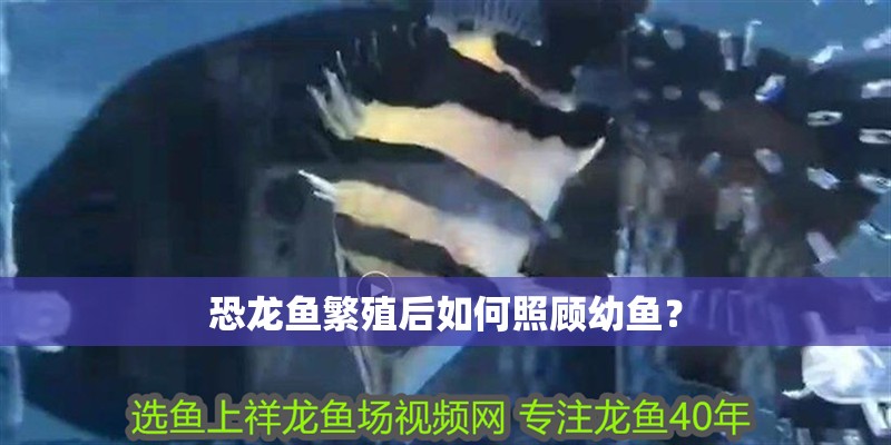 恐龍魚繁殖后如何照顧幼魚？