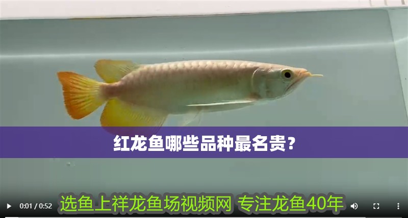 紅龍魚哪些品種最名貴？