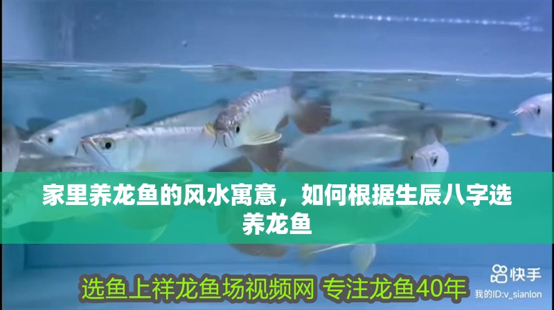 家里養龍魚的風水寓意，如何根據生辰八字選養龍魚