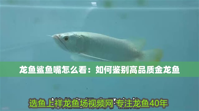 龍魚鯊魚嘴怎么看：如何鑒別高品質金龍魚