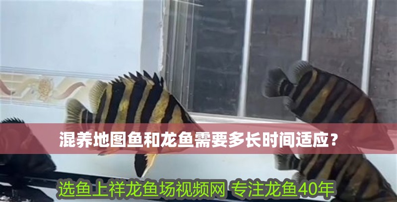 混養(yǎng)地圖魚和龍魚需要多長(zhǎng)時(shí)間適應(yīng)？