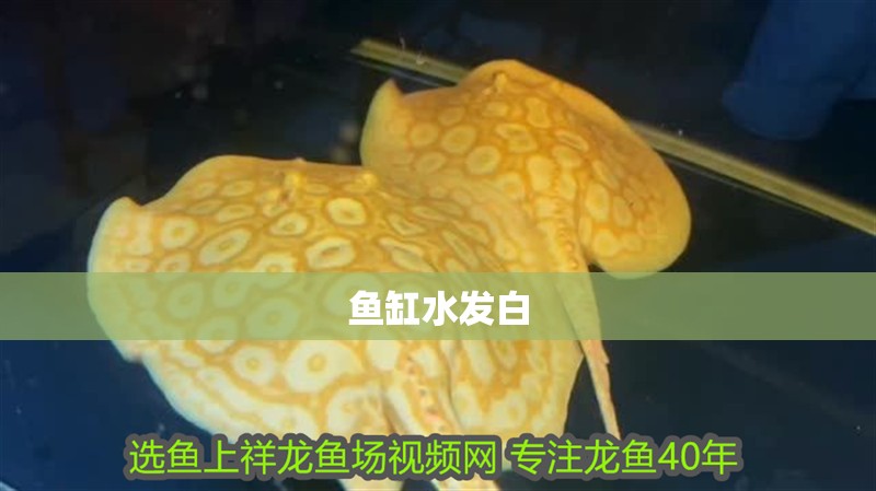 魚缸水發白