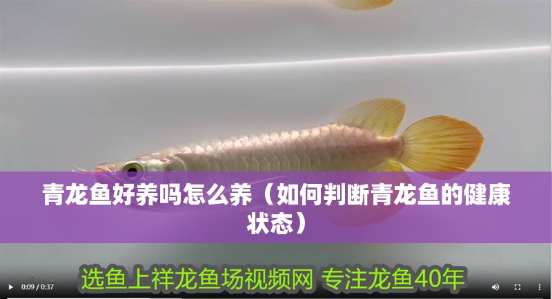 青龍魚好養嗎怎么養（如何判斷青龍魚的健康狀態）