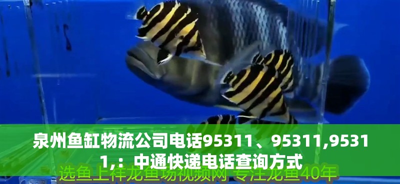 泉州魚缸物流公司電話95311、95311,95311,：中通快遞電話查詢方式