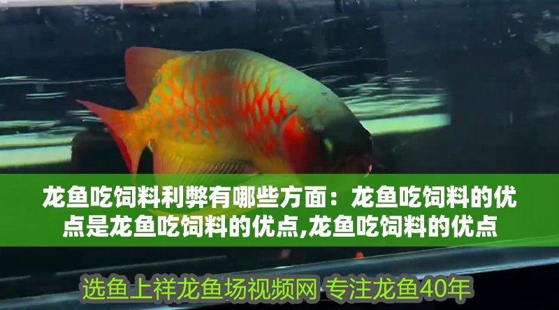 龍魚吃飼料利弊有哪些方面：龍魚吃飼料的優點是龍魚吃飼料的優點,龍魚吃飼料的優點
