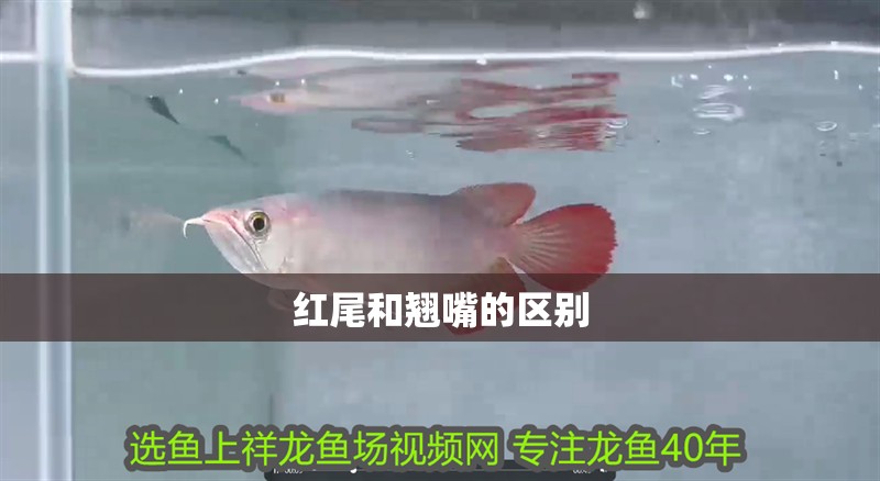 紅尾和翹嘴的區別