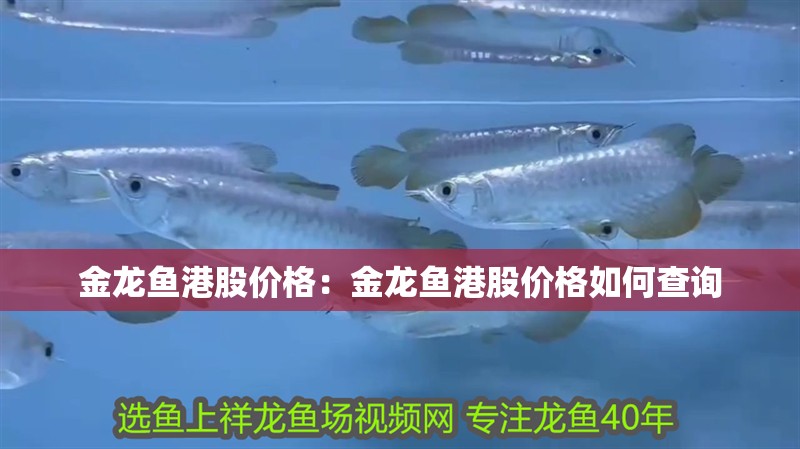 金龍魚港股價格：金龍魚港股價格如何查詢