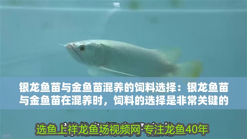 銀龍魚苗與金魚苗混養的飼料選擇：銀龍魚苗與金魚苗在混養時，飼料的選擇是非常關鍵的一環