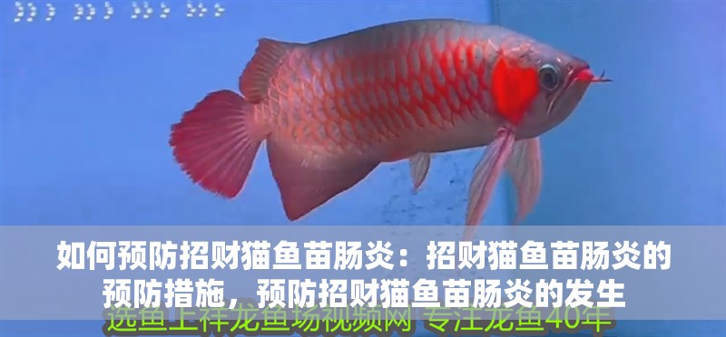 如何預防招財貓魚苗腸炎：招財貓魚苗腸炎的預防措施，預防招財貓魚苗腸炎的發生