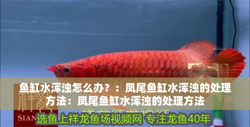 魚缸水渾濁怎么辦？：鳳尾魚缸水渾濁的處理方法：鳳尾魚缸水渾濁的處理方法