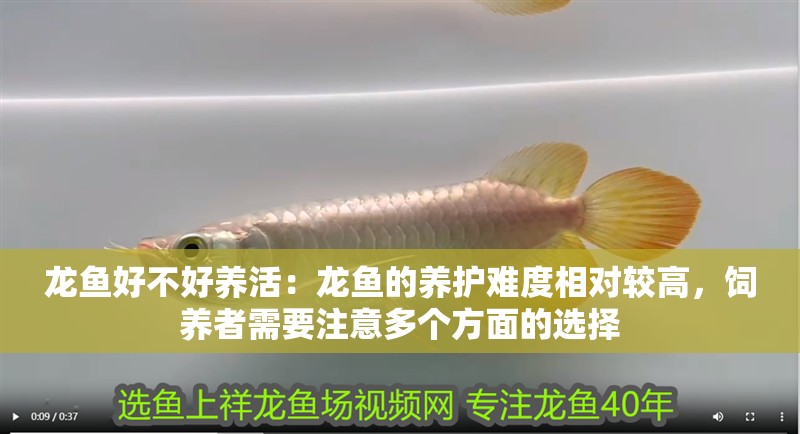 龍魚好不好養活：龍魚的養護難度相對較高，飼養者需要注意多個方面的選擇