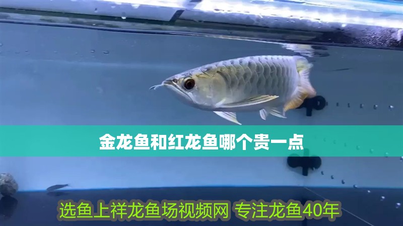 金龍魚和紅龍魚哪個貴一點
