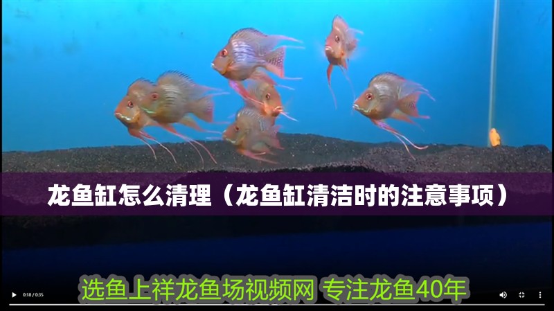 龍魚(yú)缸怎么清理（龍魚(yú)缸清潔時(shí)的注意事項(xiàng)）