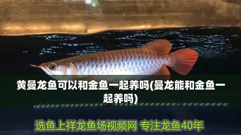 黃曼龍魚可以和金魚一起養嗎(曼龍能和金魚一起養嗎)