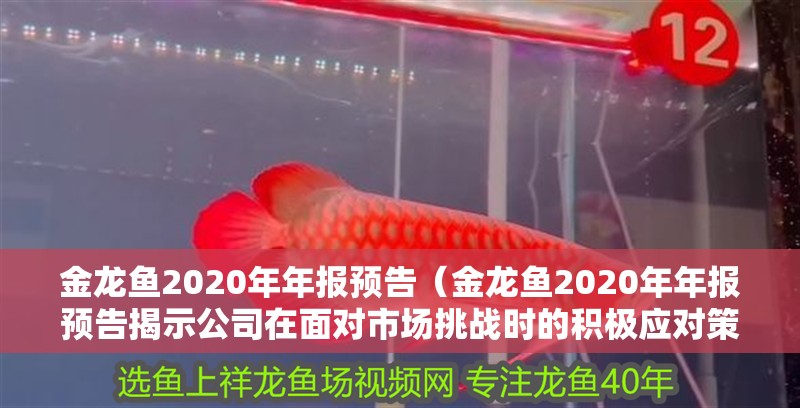 金龍魚2020年年報預告（金龍魚2020年年報預告揭示公司在面對市場挑戰(zhàn)時的積極應對策略）