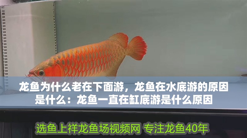 龍魚為什么老在下面游，龍魚在水底游的原因是什么：龍魚一直在缸底游是什么原因