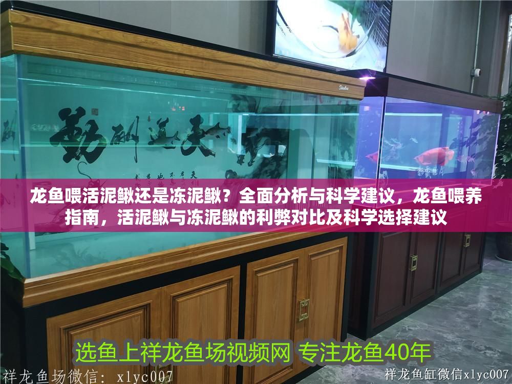 龍魚喂活泥鰍還是凍泥鰍？全面分析與科學建議，龍魚喂養指南，活泥鰍與凍泥鰍的利弊對比及科學選擇建議