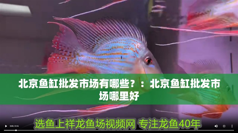 北京魚缸批發市場有哪些？：北京魚缸批發市場哪里好