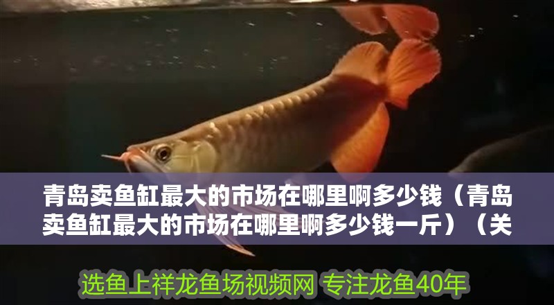 青島賣魚缸最大的市場在哪里啊多少錢（青島賣魚缸最大的市場在哪里啊多少錢一斤）（關(guān)于魚缸養(yǎng)護(hù)）