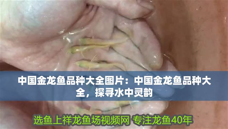 中國金龍魚品種大全圖片：中國金龍魚品種大全，探尋水中靈韻