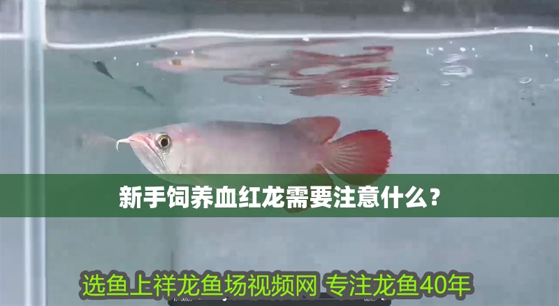 新手飼養(yǎng)血紅龍需要注意什么？
