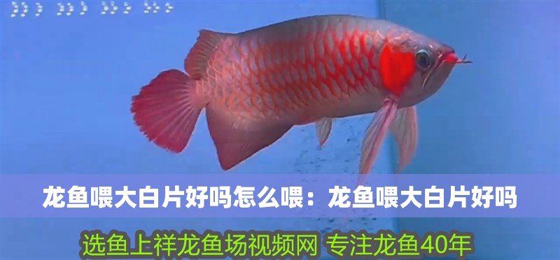 龍魚喂大白片好嗎怎么喂：龍魚喂大白片好嗎