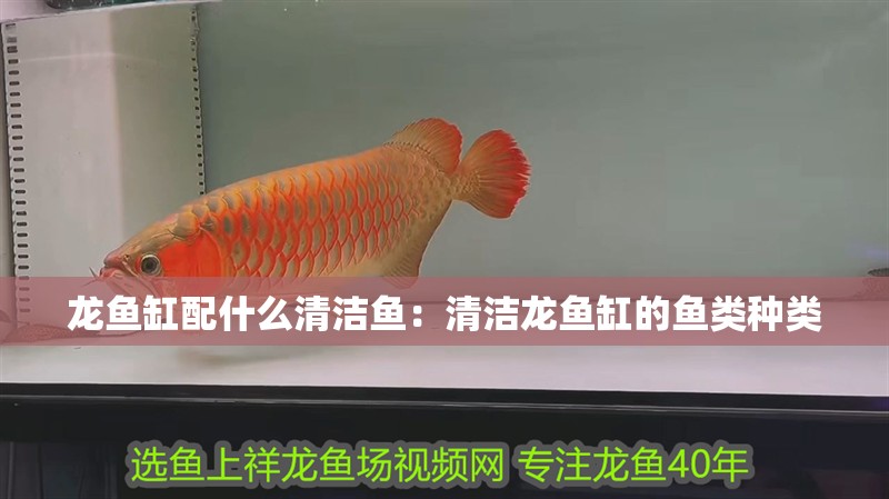 龍魚缸配什么清潔魚：清潔龍魚缸的魚類種類