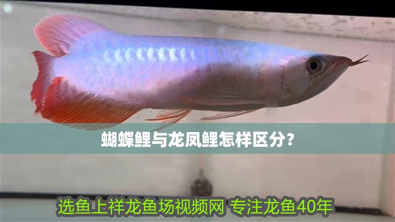蝴蝶鯉與龍鳳鯉怎樣區(qū)分？