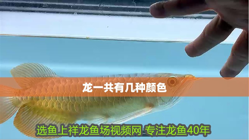 龍一共有幾種顏色 龍一共有幾種顏色 龍魚論壇
