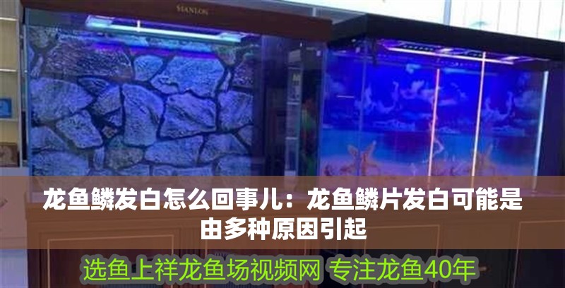 龍魚鱗發白怎么回事兒：龍魚鱗片發白可能是由多種原因引起