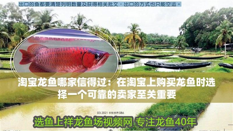 淘寶龍魚哪家信得過：在淘寶上購買龍魚時選擇一個可靠的賣家至關(guān)重要
