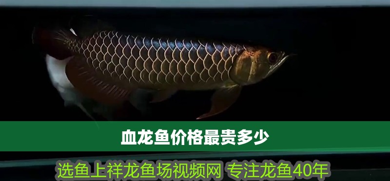 我的虎魚真菌感染了要怎么處理 血龍魚價格最貴多少 龍魚百科 血龍魚價格最貴多少 血龍魚價格最貴多少 龍魚百科